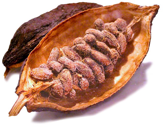 Die Samen der Kakaofrucht sind nach der Verarbeitung die Grundzutat für süße Leckerein.