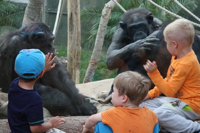 Schimpansen tierisch nah im Zoo Magdeburg