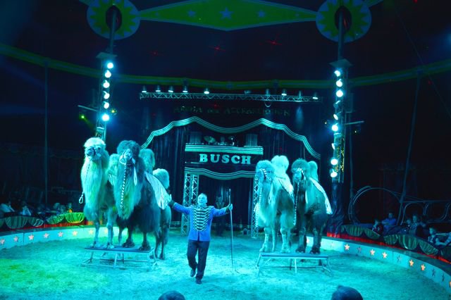 Circus Paul Busch
