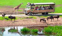 Serengeti-Safari