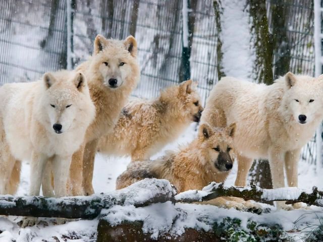 Polarwolf Gruppe